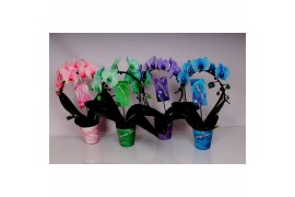 Phalaenopsis Magic / Wonder Spiegelboog Mix18 bl. 2 tak/plnt