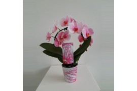 Phalaenopsis Wonder Spiegelboog Pink18 bl. 2 tak/plnt