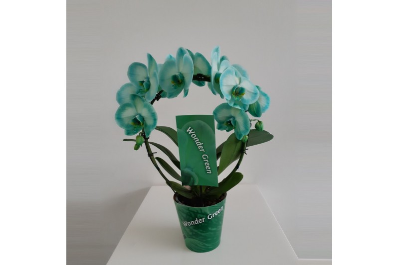 Phalaenopsis Wonder Spiegelboog Green18 bl. 2 tak/plnt 