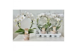 Phalaenopsis White Spiegelboog18 bl. 2 tak/plnt