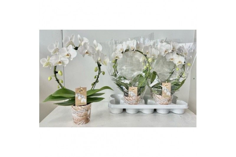 Phalaenopsis White Spiegelboog18 bl. 2 tak/plnt 