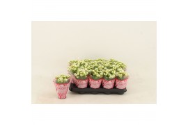 Kalanchoe calandiva whites Double White