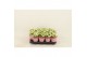 Kalanchoe calandiva whites Double White 