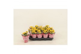 Kalanchoe calandiva nolin Kalanchoe Double Yellow1 pp