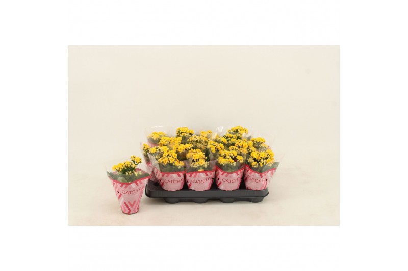 Kalanchoe calandiva nolin Kalanchoe Double Yellow1 pp 