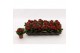 Kalanchoe blossfeldiana gevuld rubio red Kalanchoe Double Red, without 