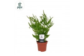 Pteris straminea Pteris straminea - Air So Pure