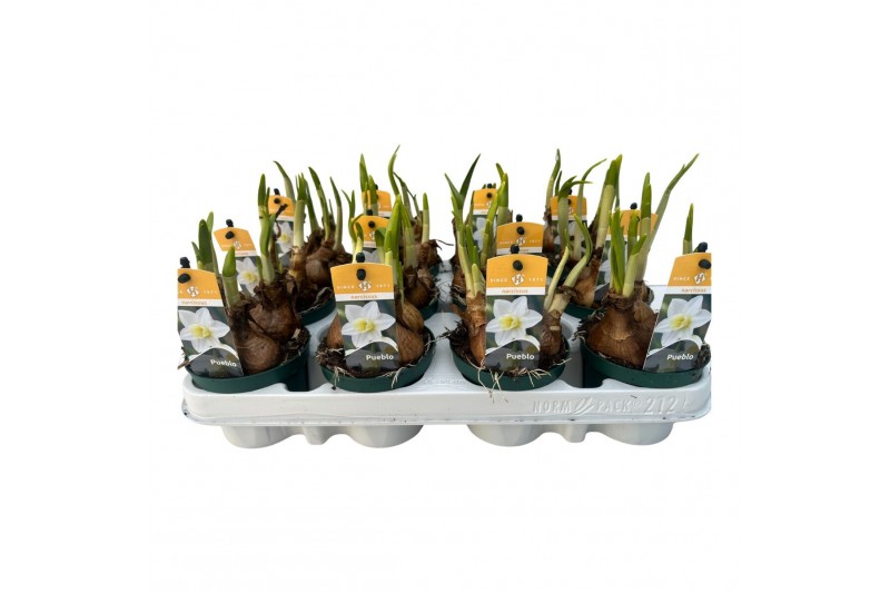 Narcissus (jonquilla and apodanthus grp) pue Narcis Pueblo 9 cm. pot v 