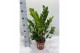 Zamioculcas zamiifolia Zamioculcas P17 65cm 8+ veren 8 tak/plnt 