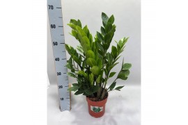 Zamioculcas zamiifolia Zamioculcas P17 65cm 8+ veren 8 tak/plnt