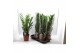 Zamioculcas zamiifolia Zamioculcas P17 65cm 8+ veren 8 tak/plnt 