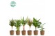 Kamerplanten mix Groen Mix kamerplanten p14 in GABY mand 1 pp 