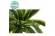 Dracaena fragr. der. lemon lime Dracaena Lemon Lime p24, 75+30+10 3 pp 