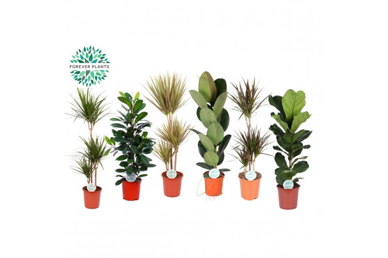 Kamerplanten mix Groen Mix kamerplanten Budget p24 1 pp 