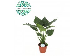 Alocasia cucullata Alocasia Cucullata p24 3 pp