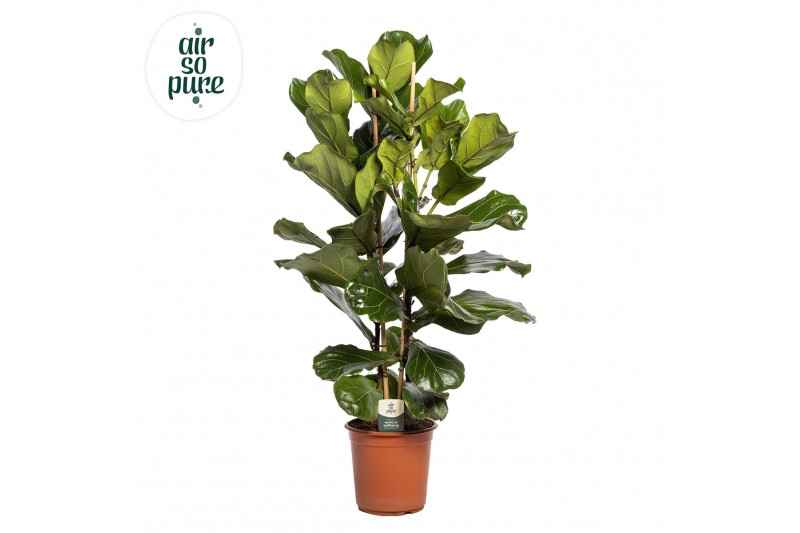 Ficus lyrata Ficus Lyrata, 2pp, p24 2 pp 
