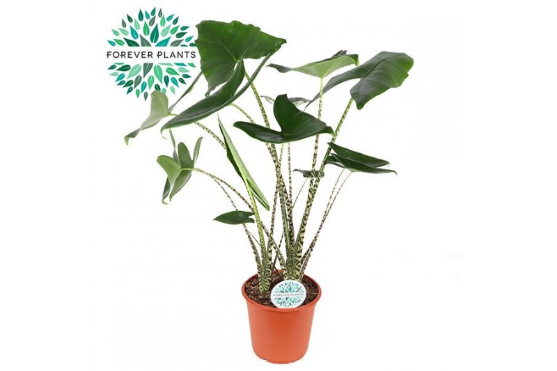 Alocasia zebrina Alocasia Zebrina p24 3 pp 