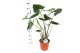 Alocasia zebrina Alocasia Zebrina p24 3 pp 