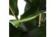 Ficus lyrata Ficus Lyrata, 2pp, p24 (Air so Pure) 2 pp 