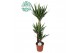 Yucca Yucca p24, 90+45+20 (3+ KOP) 3 pp 