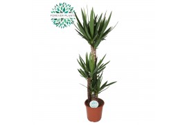 Yucca Yucca p24, 90+45+20 (3+ KOP) 3 pp