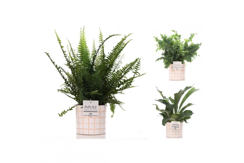 Varens mix Varenmix in Pure Tirza 