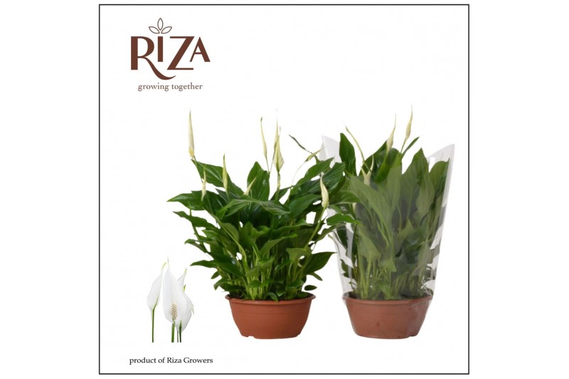 Spathiphyllum chopin 10+ - Blanco 