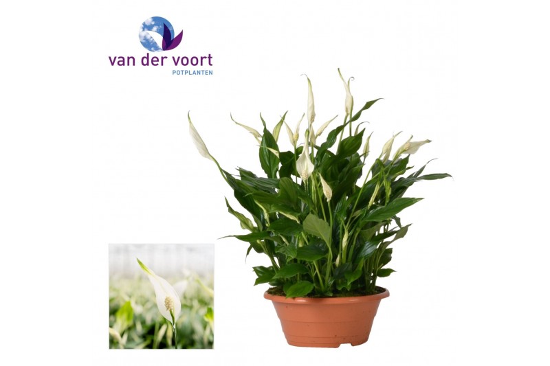 Spathiphyllum bellini 15+ - Zonder Hoes 