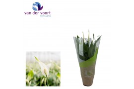 Spathiphyllum chopin 3+ - Ultimo