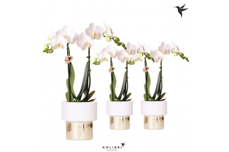 Phalaenopsis multiflora wit Kolibri Orchids Phalaenopsis white 2 spike 