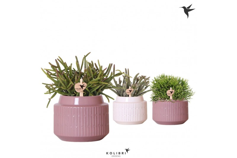 Rhipsalis mix Kolibri Greens Rhipsalis mix in Maze pot mix1 pp 