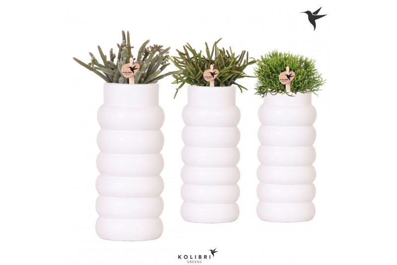 Rhipsalis mix Kolibri Greens Rhipsalis mix in Bubble Falls pot white1  