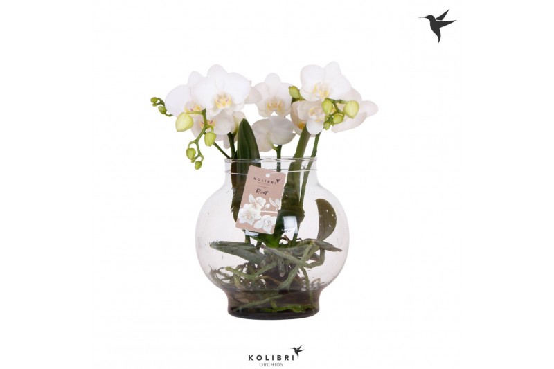 Phalaenopsis wit Kolibri Orchids Phalaenopsis Roots white in glas bowl 