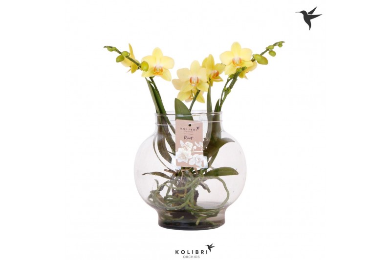Phalaenopsis geel Kolibri Orchids Phalaenopsis Roots yellow in glas bo 