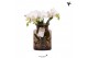 Phalaenopsis wit Kolibri Orchids Phalaenopsis Roots white in glas stol 