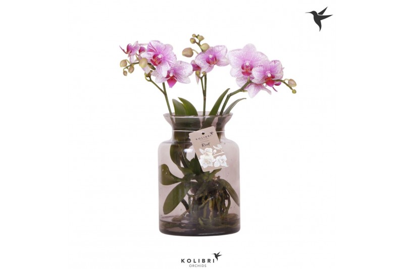 Phalaenopsis roze Kolibri Orchids Phalaenopsis Roots pink in glas stol 
