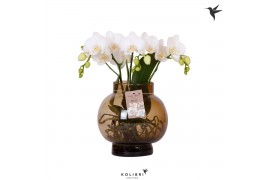 Phalaenopsis wit Kolibri Orchids Phalaenopsis Roots white in glas bowl