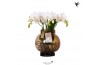 Phalaenopsis wit Kolibri Orchids Phalaenopsis Roots white in glas bowl
