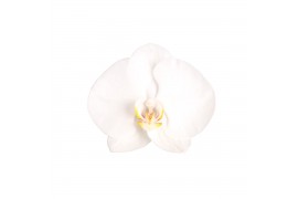 Phalaenopsis white world Phalaenopsis White World, 4-spike 25+bl.  tak