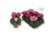Cyclamen pers. super serie djix Cyclamen Exclusive® - Djix Mix Rood/Wi 