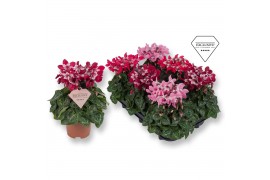 Cyclamen pers. super serie djix Cyclamen Exclusive® - Djix Mix Rood/Wi