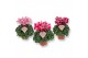 Cyclamen pers. super serie djix Cyclamen Exclusive® - Djix Mix Rood/Wi 