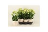 Kalanchoe sunny white Kalanchoe Sunny Whitepp