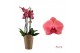 Phalaenopsis asian coral Duetto Asian Coral - 4 tak 40 bl. 4 tak/plnt 