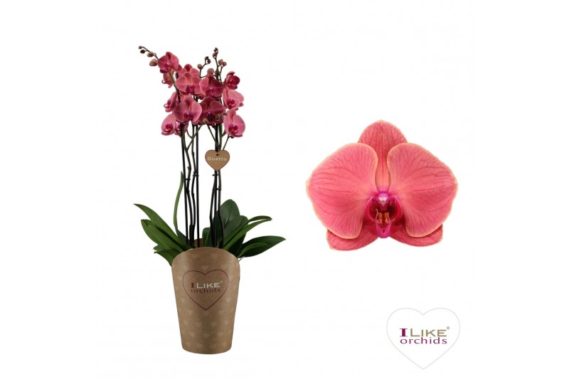 Phalaenopsis asian coral Duetto Asian Coral - 4 tak 40 bl. 4 tak/plnt 