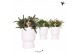 Rhipsalis mix Kolibri Greens Rhipsalis mix in Diabolo pot white1 pp 
