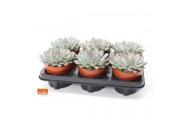 Echeveria pulidonis sky pearl Echeveria sky pearl 12