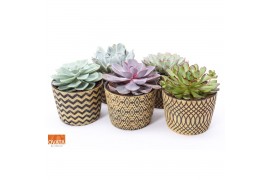 Echeveria mix Echeveria mix in Cancun 14