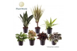 Kamerplanten mix Keen on Green mix Colorado 7 cm 1 pp