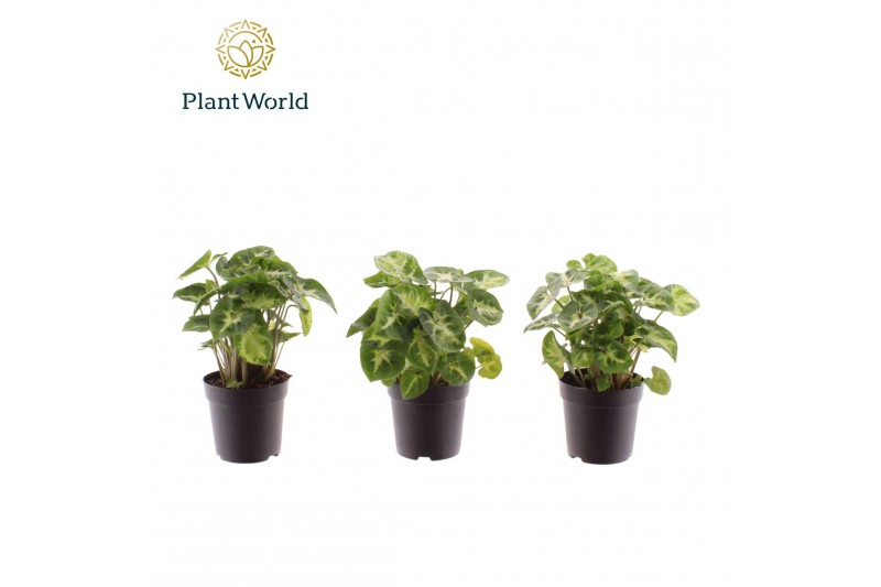 Syngonium pixie Syngonium Pixie 7 cm 1 pp 